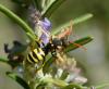 Nomada succincta
